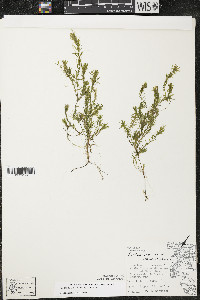 Elodea nuttallii image