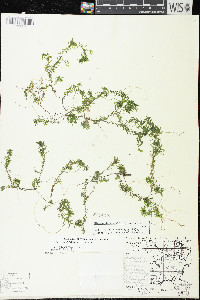 Elodea nuttallii image