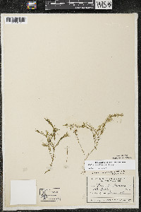 Elodea nuttallii image