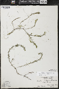 Elodea nuttallii image