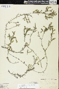 Elodea nuttallii image
