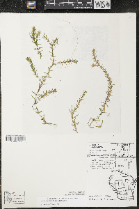 Elodea nuttallii image