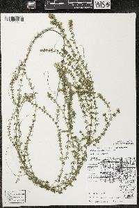 Elodea nuttallii image