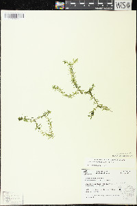 Elodea nuttallii image