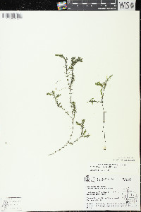 Elodea nuttallii image