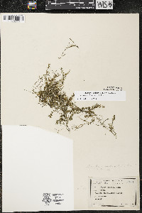 Elodea nuttallii image