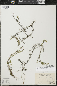 Elodea nuttallii image