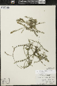 Elodea nuttallii image