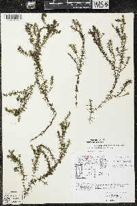 Elodea nuttallii image