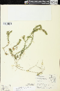 Elodea nuttallii image