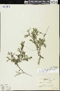 Elodea nuttallii image