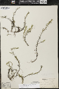 Elodea nuttallii image