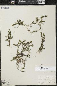 Elodea nuttallii image