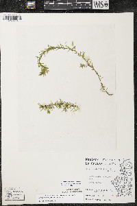 Elodea nuttallii image