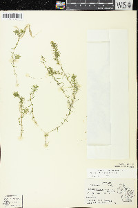 Elodea nuttallii image