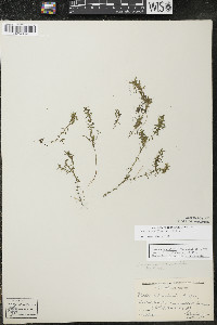 Elodea nuttallii image