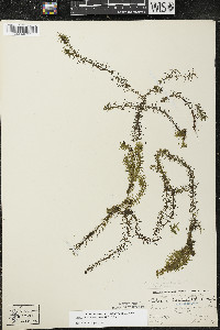 Elodea nuttallii image