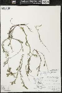 Elodea nuttallii image