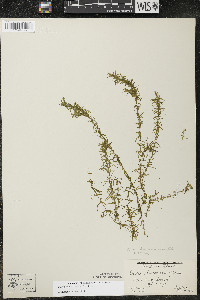 Elodea nuttallii image