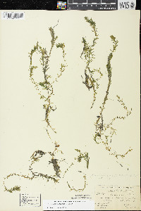 Elodea nuttallii image