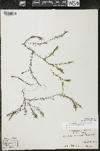 Elodea nuttallii image