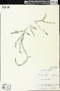 Elodea nuttallii image