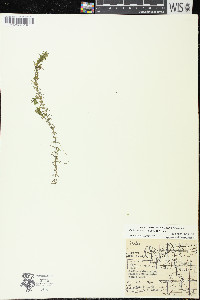 Elodea nuttallii image