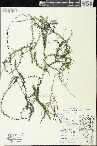 Elodea nuttallii image