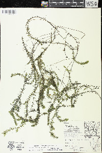 Elodea nuttallii image