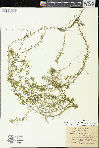 Elodea nuttallii image