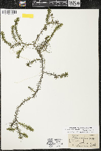 Elodea nuttallii image