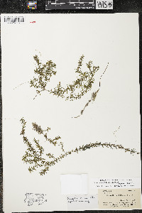 Elodea nuttallii image