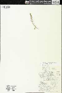 Elodea nuttallii image