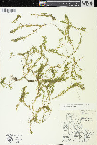 Elodea nuttallii image
