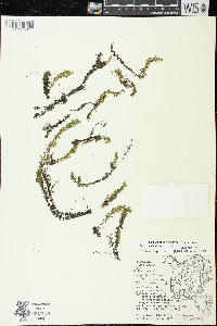 Elodea nuttallii image