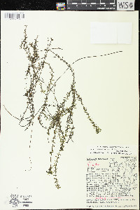 Elodea nuttallii image