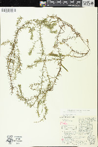 Elodea nuttallii image