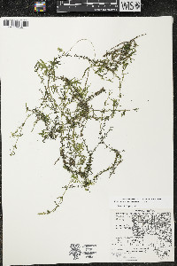 Elodea nuttallii image