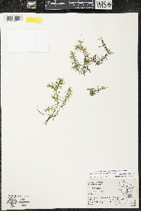 Elodea nuttallii image