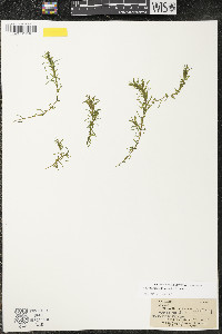 Elodea nuttallii image