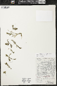 Elodea nuttallii image