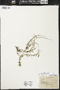 Elodea nuttallii image