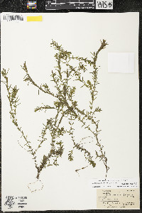 Elodea nuttallii image