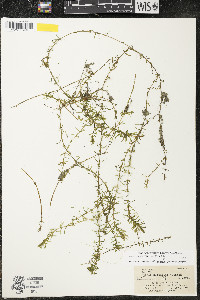 Elodea nuttallii image