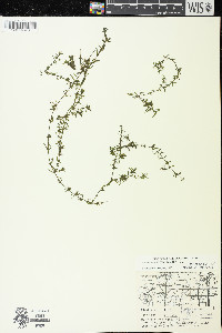 Elodea nuttallii image