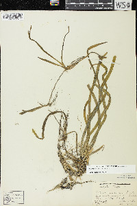 Vallisneria americana image