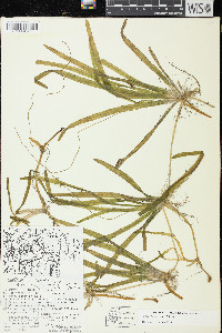 Vallisneria americana image