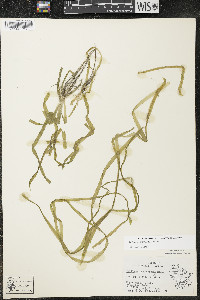 Vallisneria americana image