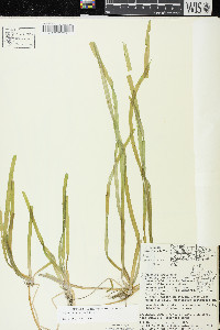 Vallisneria americana image