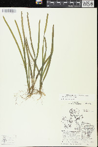 Vallisneria americana image